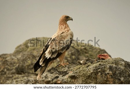 the imperial eagle in the mountains of Ávila