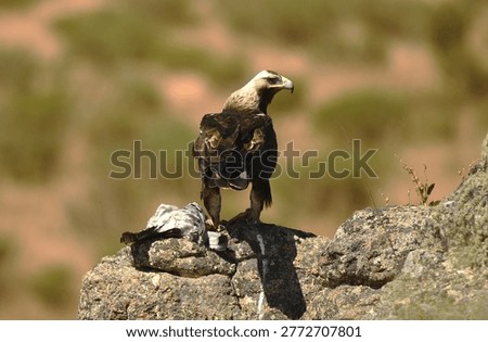 the imperial eagle in the mountains of Ávila