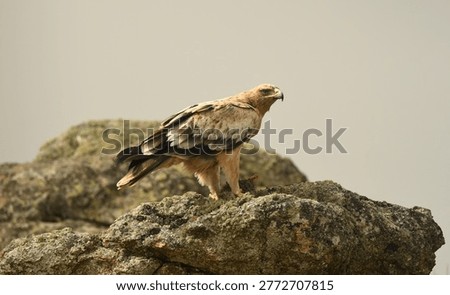 the imperial eagle in the mountains of Ávila