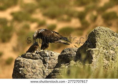 the imperial eagle in the mountains of Ávila