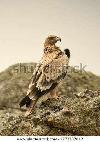 the imperial eagle in the mountains of Ávila
