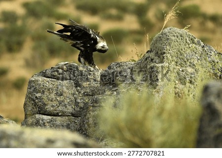 the imperial eagle in the mountains of Ávila