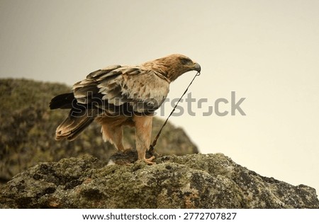 the imperial eagle in the mountains of Ávila