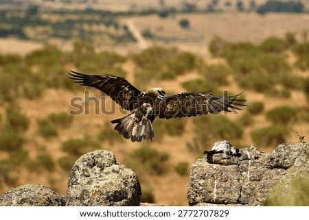 the imperial eagle in the mountains of Ávila