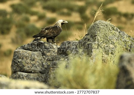 the imperial eagle in the mountains of Ávila