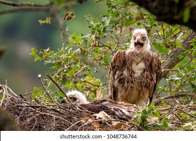 imperial Eagle nest. Forest background (Aquila heliaca).