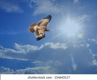 Imperial Eagle - showing wing spread on sky Backdrop
