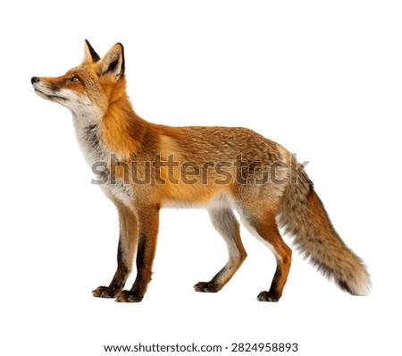 Imperial Fox Imperial Fox Elegant Side Prof Isolated On White Background
