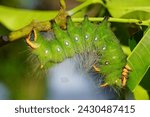 Imperial moth caterpillar Eacles Imperialis, family Saturniidae, subfamily Ceratocampinae. Larva in the fifth stage, Solimoes, Rio Tapajos, Para state, Brasil.