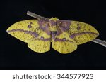 Imperial Moth, Eacles imperialis