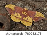 Imperial Moth (Eacles imperialis), NJ