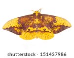 The Imperial Moth (Eacles imperialis)  on a white background