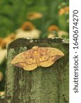 imperial moth on fencepost with coneflower background