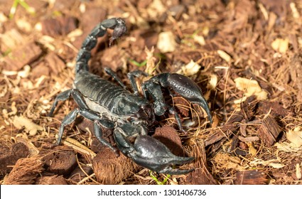 Imperial scorpion close-up on the ground. Black big scorpion