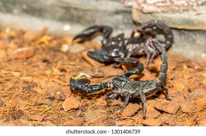 Imperial scorpion close-up on the ground. Black big scorpion