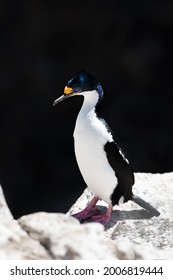 Imperial Shag Is A Black And White Cormorant Native To Southern South America, Primarily In Rocky Coastal