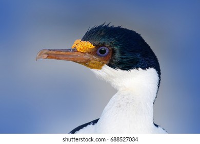 Imperial Shag, Phalacrocorax Atriceps, Black And White Cormorant With Blue Eye From Falkland Islands. Detail Portrait Of Exotic Shag.