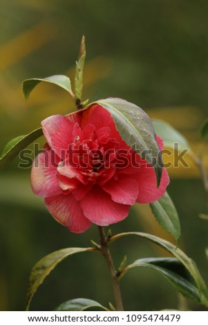 An impertinent flower