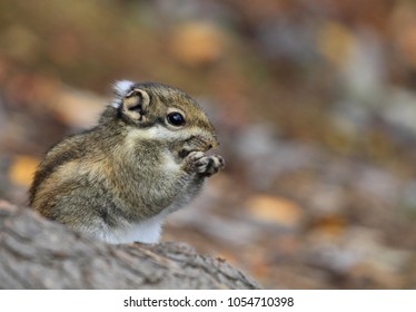 Implicit flower squirrels