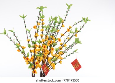 Important attribute of Lunar New Year: close-up shot of blooming ochna tree decorated with red envelopes, isolated on white background