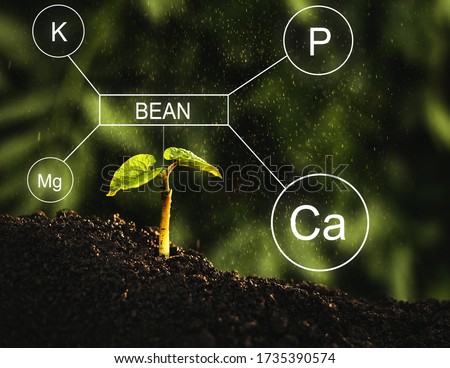 
Important  nutrients for the development and growth of the bean plant.
Fertilization and the role of nutrients in plant life with digital mineral nutrients icon.