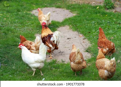 An important rooster leads his chickens for a walk. Agricultural industry. The farming of chickens