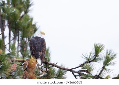 imposing Bald Eagle perched on a tree branch mid winter in Coeur d' Alene, Idaho