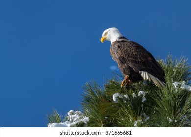 577 Bald eagles idaho Images, Stock Photos & Vectors | Shutterstock