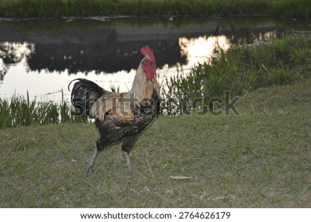 An imposing and beautiful rooster. 
