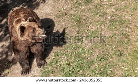 An imposing brown bear, baring its teeth in a naturalistic setting, or smiling in happiness, provides an intimate look at apex predators, stirring a mix of awe and caution. High quality photo [[stock_photo]] © 