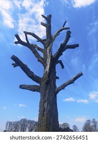 An imposing dead tree stands alone against a treelined backdrop under a bright blue sky 