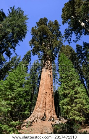 Imposing giant sequoia tree towering over the ancient forest under a blue sky in Sequoia National Park, California
