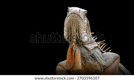 Imposing Iguana Low Angle View Dark Background