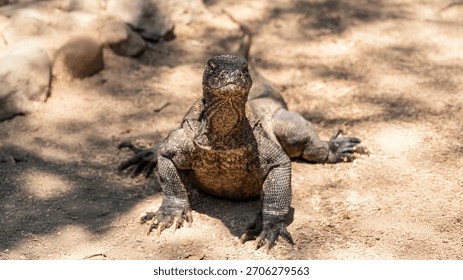 Imposing Komodo dragon in attack position