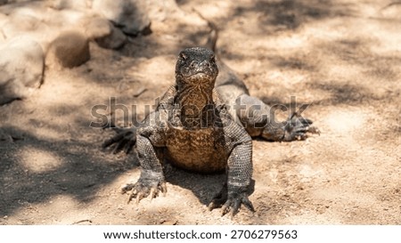 Imposing Komodo dragon in attack position
