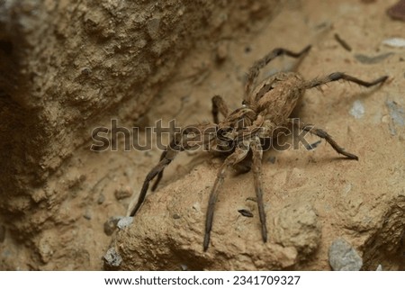 Imposing and large wolf spider on the ground at night