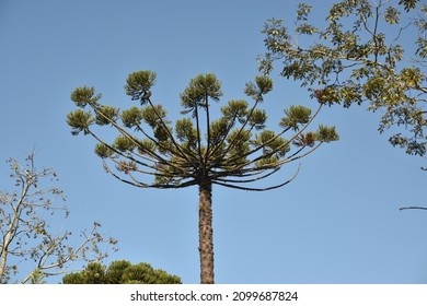 An Imposing Paraná Pine, Or Brazilian Pine, Of The Araucaria Angustifolia Species.