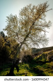 Imposing tree shaping sunlight to create a story made of shadows