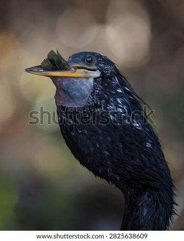 Impossibly Huge Fish Gulp Anhinga Devil Bird Darter Water Turkey with a Fresh Fish Catch Silver Springs State Park
