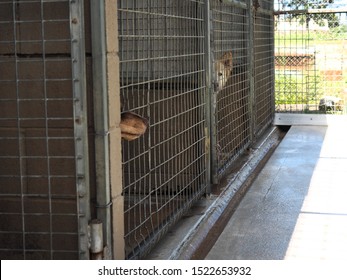 Impounded dogs in cages waiting for release. Caged dogs. 