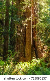 Impression of the Giant Redwoods in the Redwood National Forest along the Northern California Coast