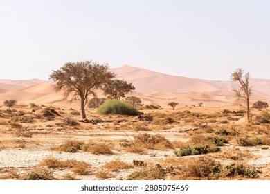 Impression of the massive sanddunes that comprise the Sossusvlei of western Namibia