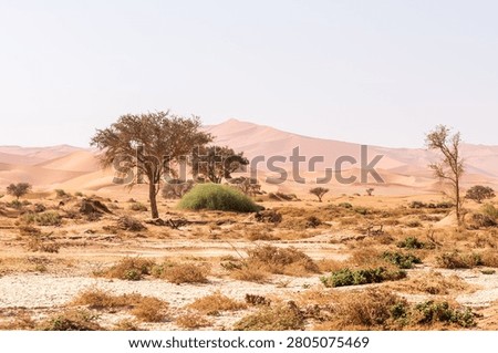 Impression of the massive sanddunes that comprise the Sossusvlei of western Namibia