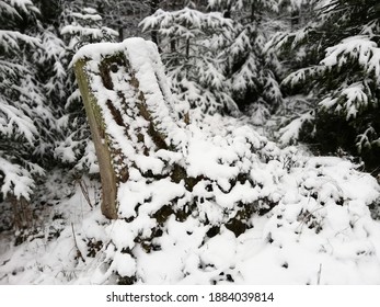 Impression of a tree stump in a frosty forest in the Eifel