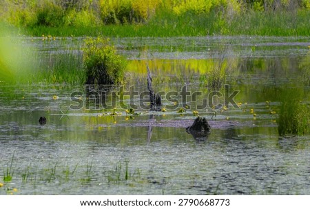 impressionistic view of a pond