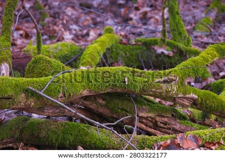 Impressions from the forest featuring trees, moss, and leaves near Kersdorf, Brandenburg, Germany