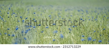 Impressions of a summer meadow, summer meadow, flower meadow with many blue flowers, cornflowers, bellflower, Centaurea cyanus. Selective focus is on individual cornflowers