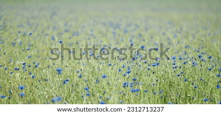 Impressions of a summer meadow, summer meadow, flower meadow with many blue flowers, cornflowers, bellflower, Centaurea cyanus. Selective focus is on individual cornflowers
