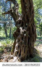 Impressive ancient olive tree trunk with deep crevices and textured bark, symbolizing resilience, age, and natural beauty