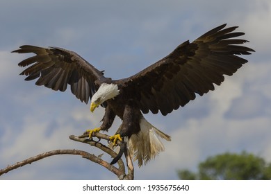 Impressive Bald eagle on a branch with it's wings spread